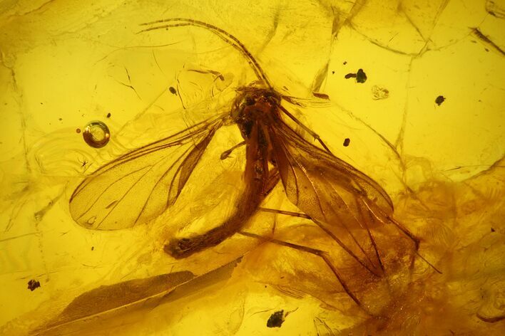 Fossil Cicada Larva (Auchenorrhyncha) & Fly (Diptera) in Baltic Amber #207554